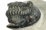 Detailed Hollardops Trilobite - Orange Eyes #254502-3